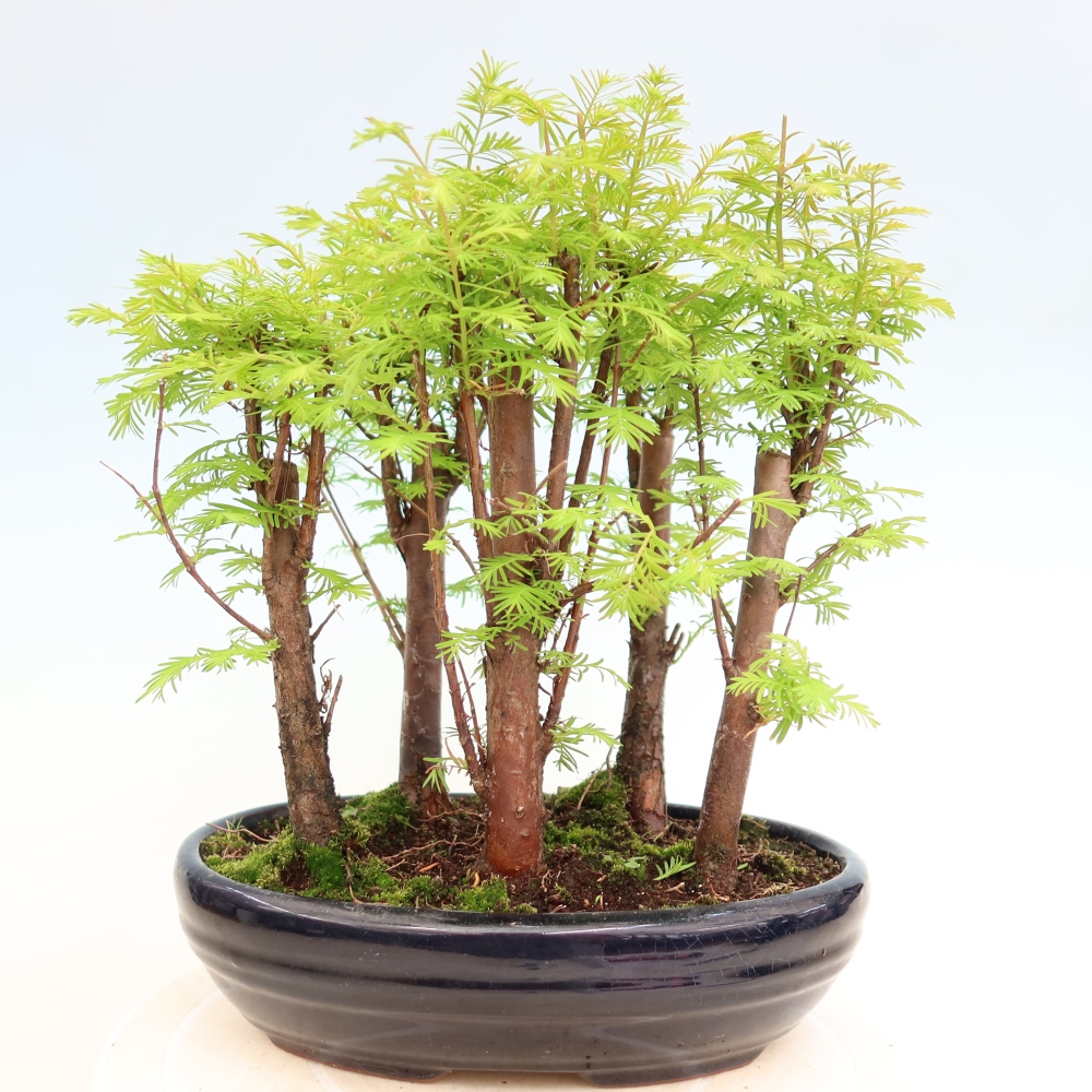 Outdoor Bonsai - Metasequoia glyptostroboides - Chinese Metasequoia - Grove