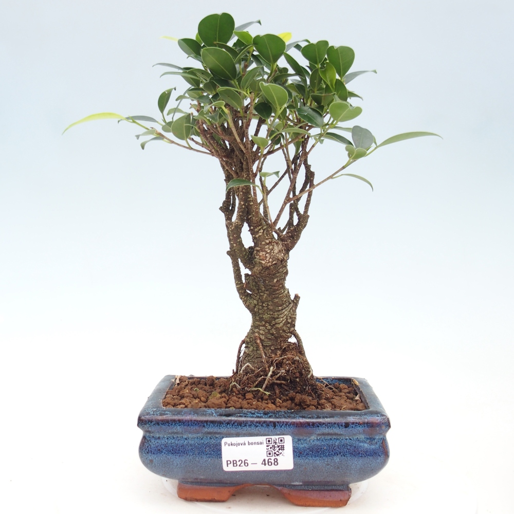 Room bonsai - Ficus retusa - small-leaved ficus