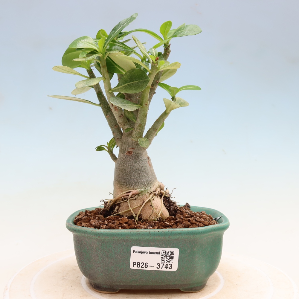 Indoor Bonsai - Adenium obesum Red Star - Desert Rose