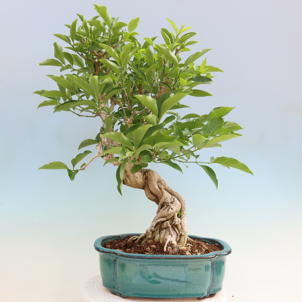 Outdoor bonsai- European elm - euonimus