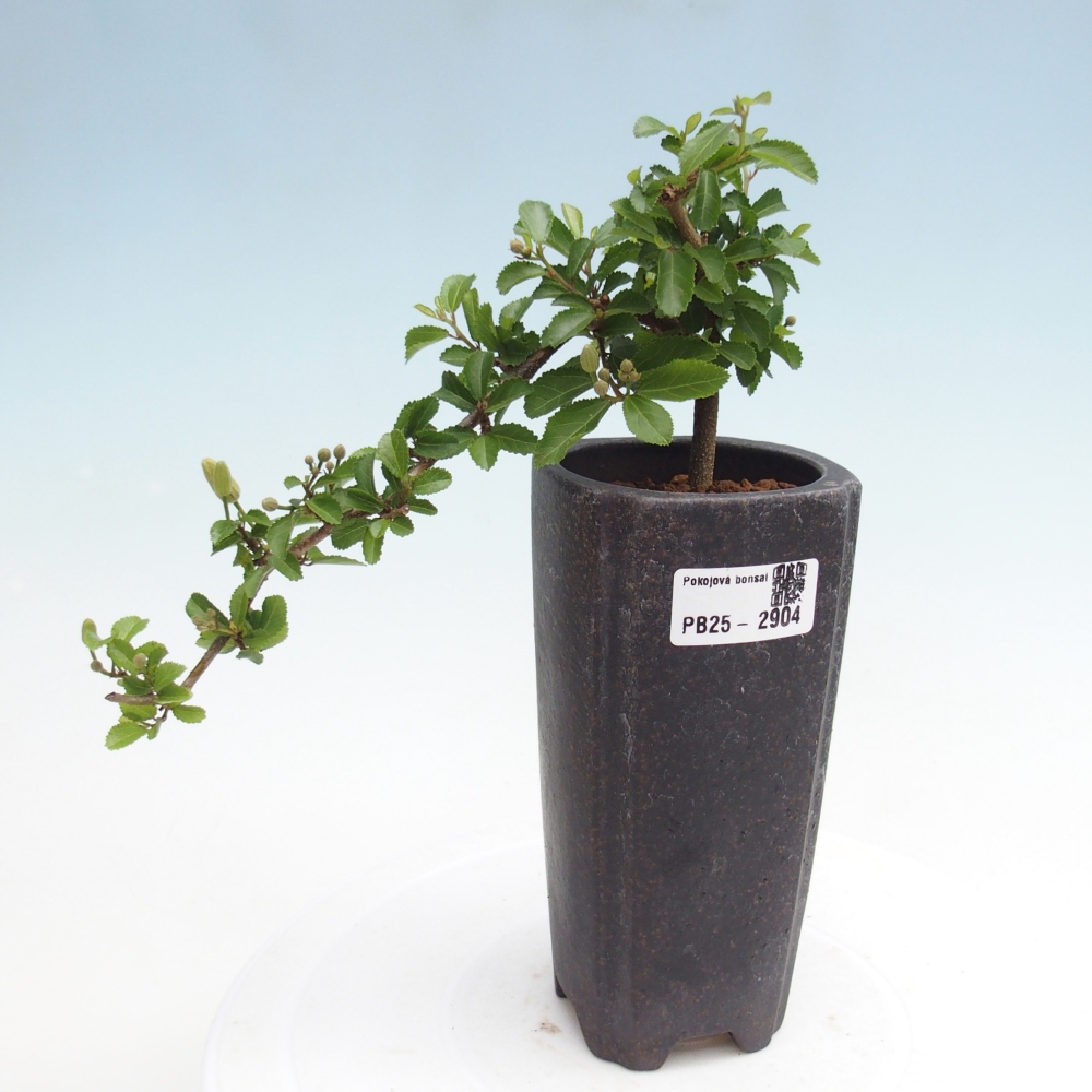 Indoor bonsai - Grewia occidentalis - Lavender star