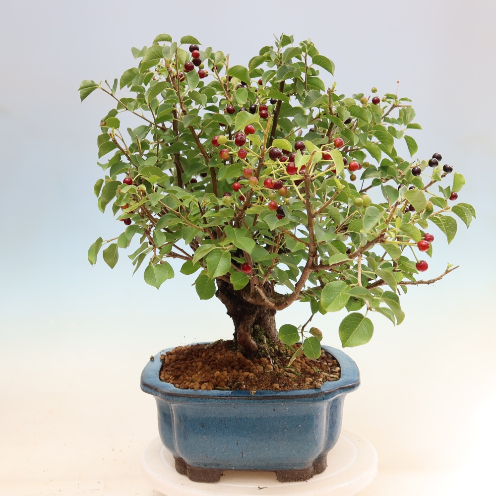 Outdoor Bonsai - Mahaleb - Prunus mahaleb