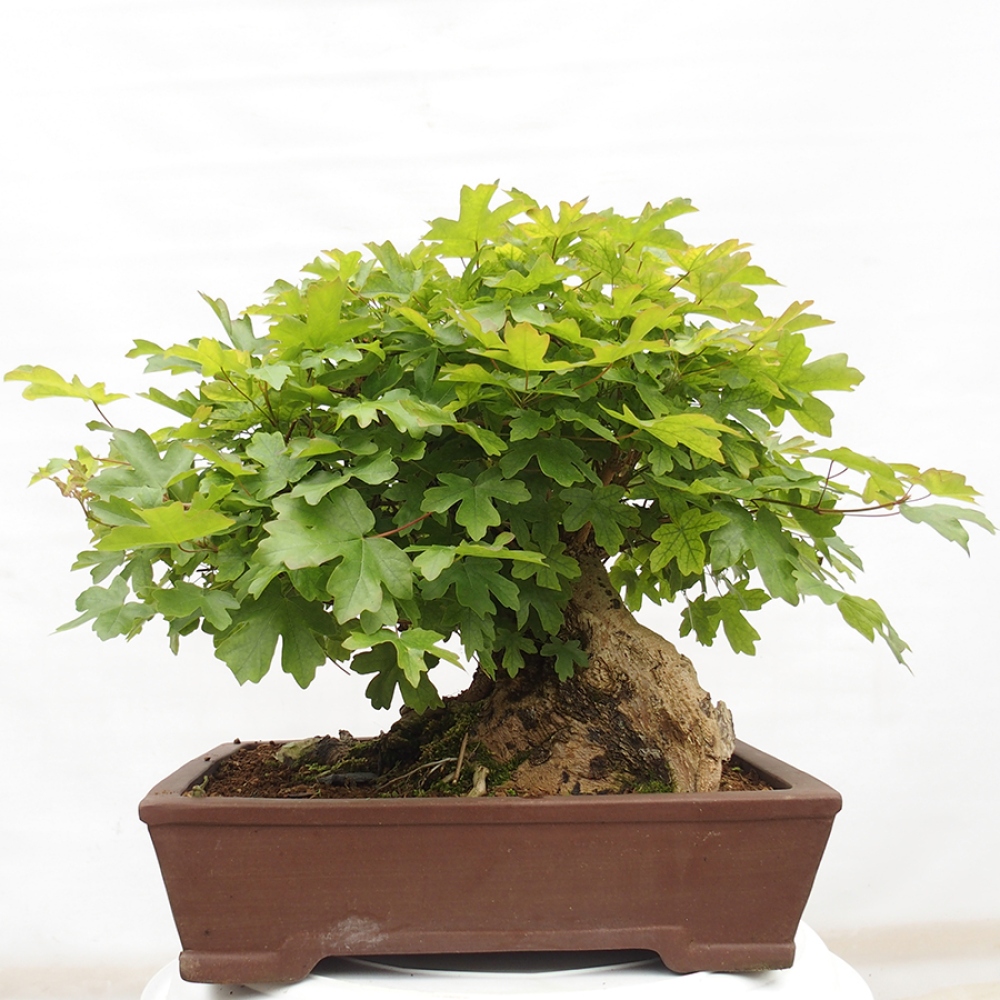 Outdoor bonsai - Baby maple - Acer campestre