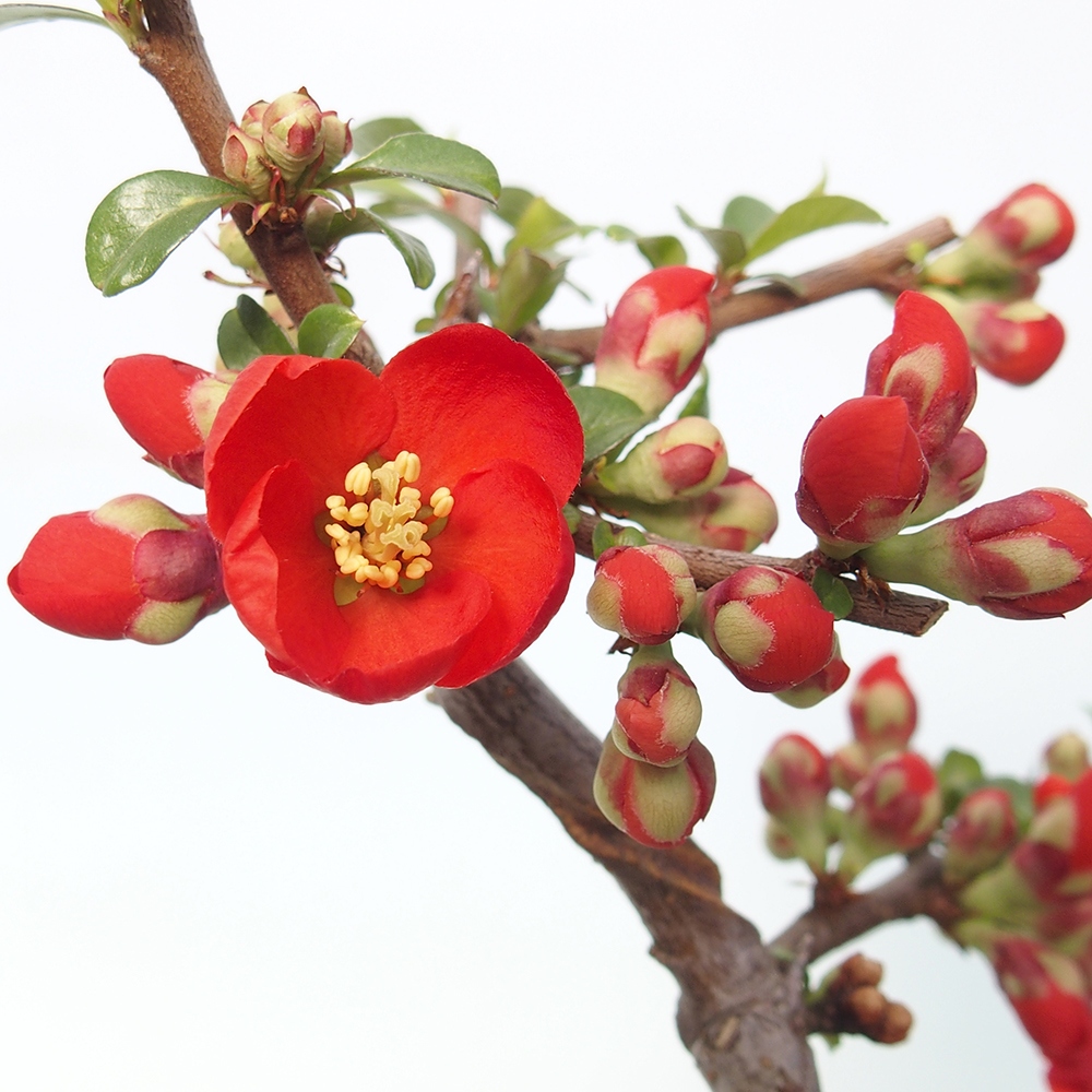 Outdoor bonsai - Chaneomeles sup. Nicoline - Quince