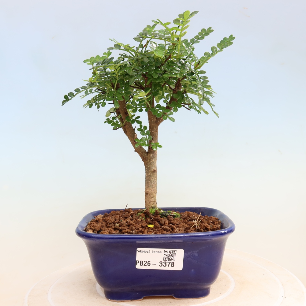 Room bonsai - Zantoxylum piperitum - pepper tree
