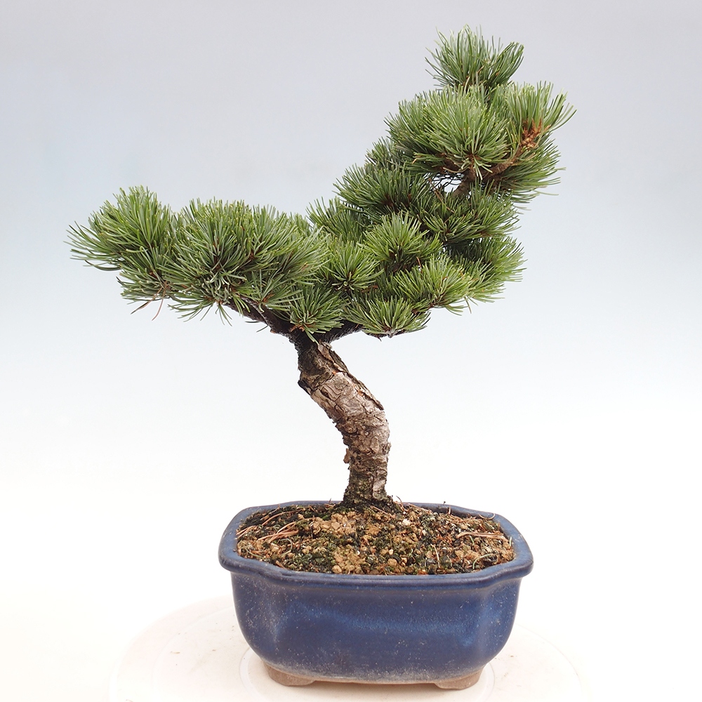 Outdoor bonsai - Pinus parviflora - Small pine tree