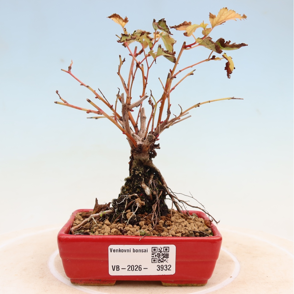 Outdoor Bonsai - Stephanandra incisa - Slender Stephanandra