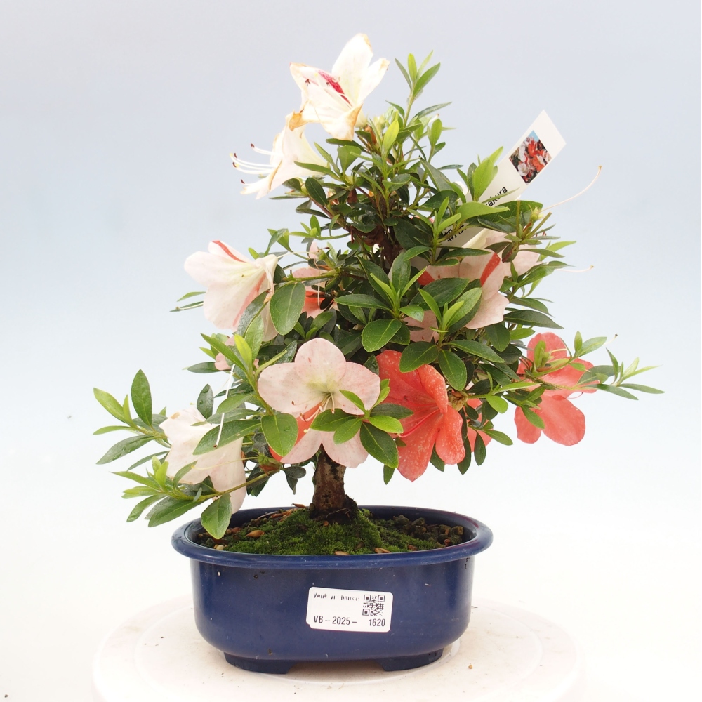 Outdoor bonsai - Japanese azalea - Azalea Asazakura