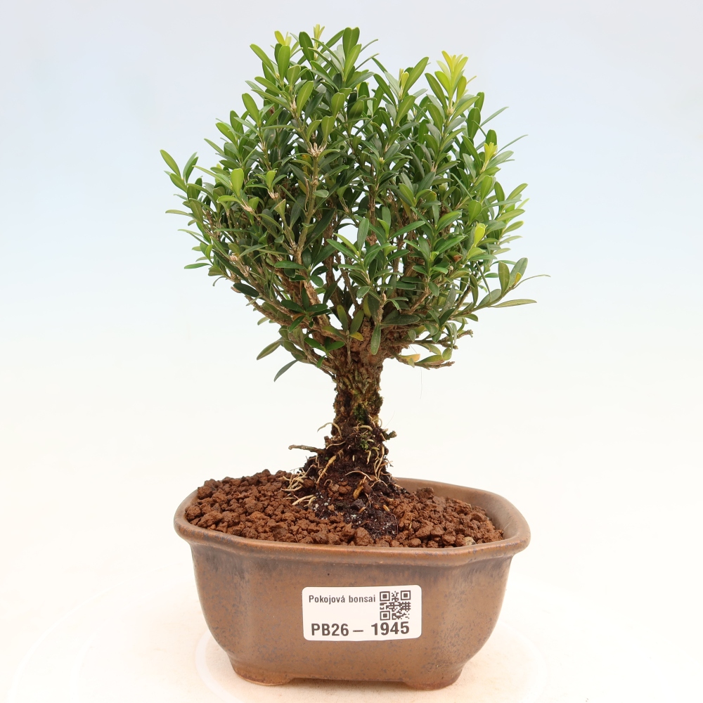 Room bonsai - Buxus harlandii - cork buxus