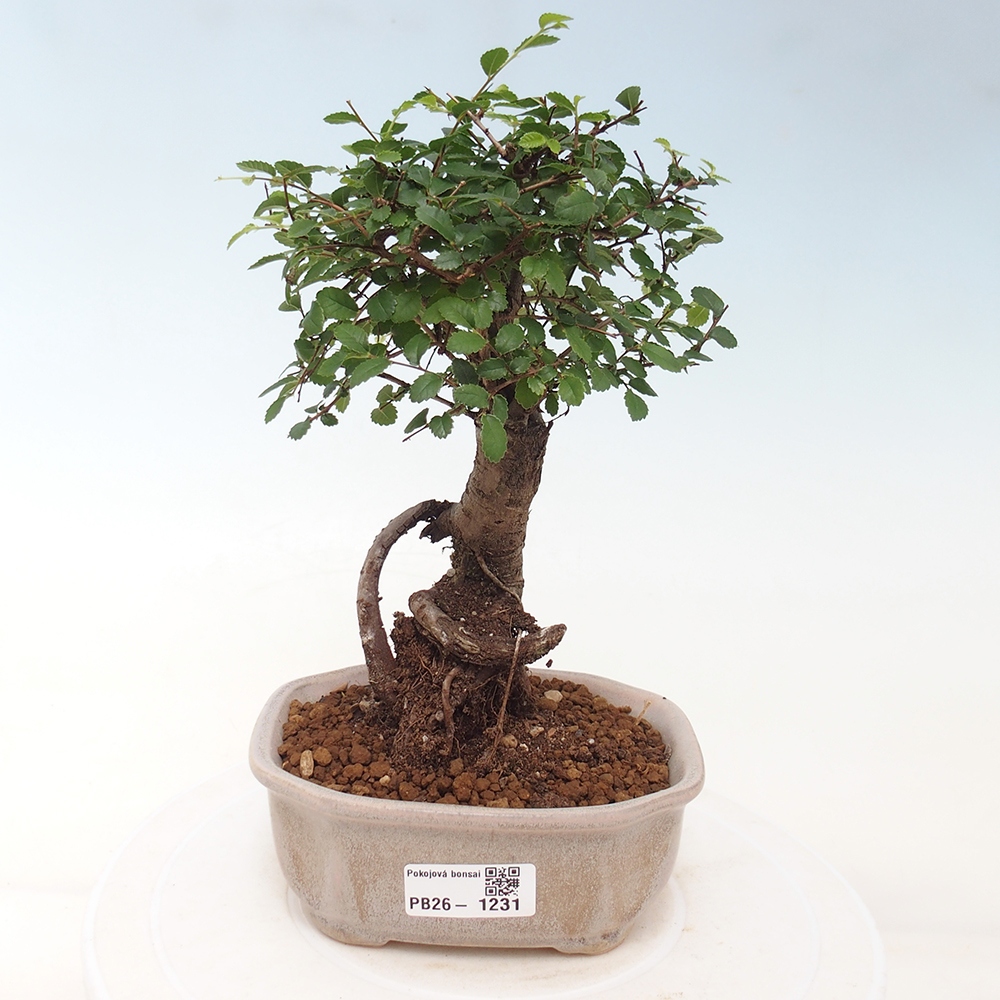 Room bonsai - Ulmus parvifolia - Small-leaved elm
