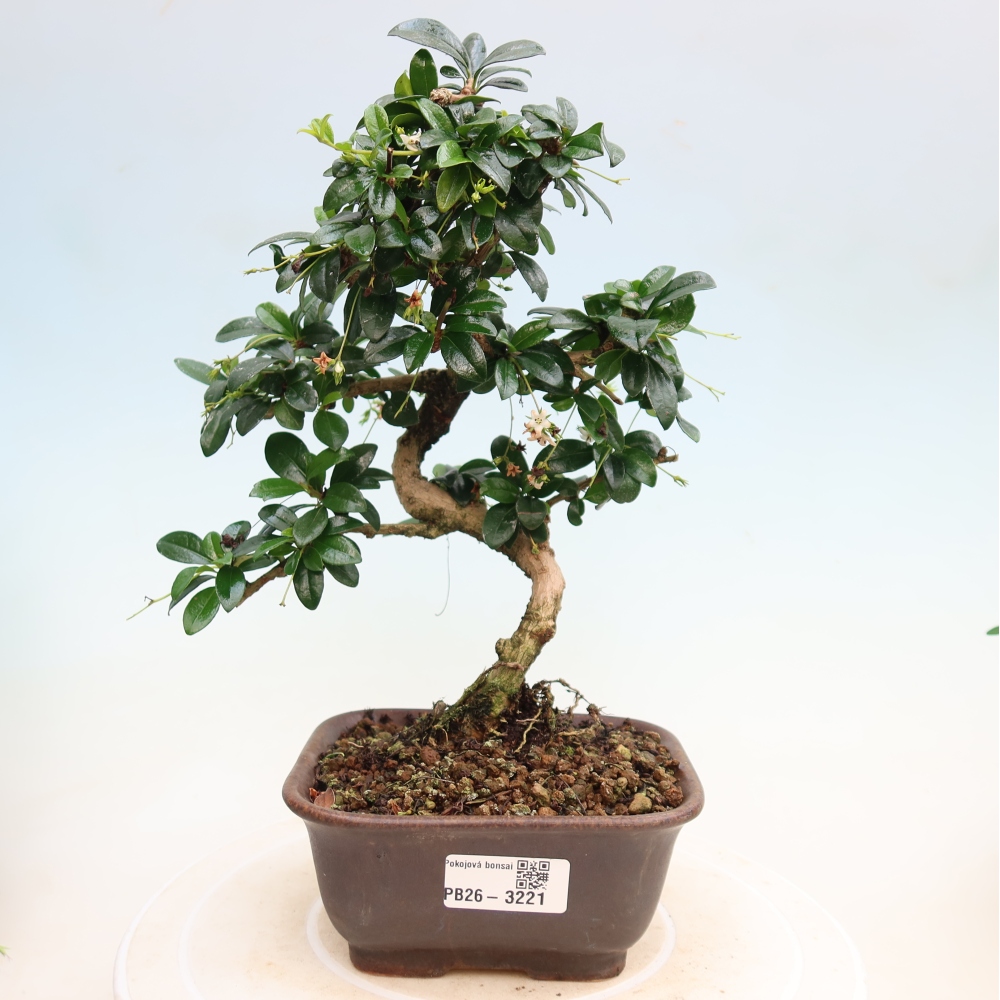Room bonsai - Carmona macrophylla - Tea fuki
