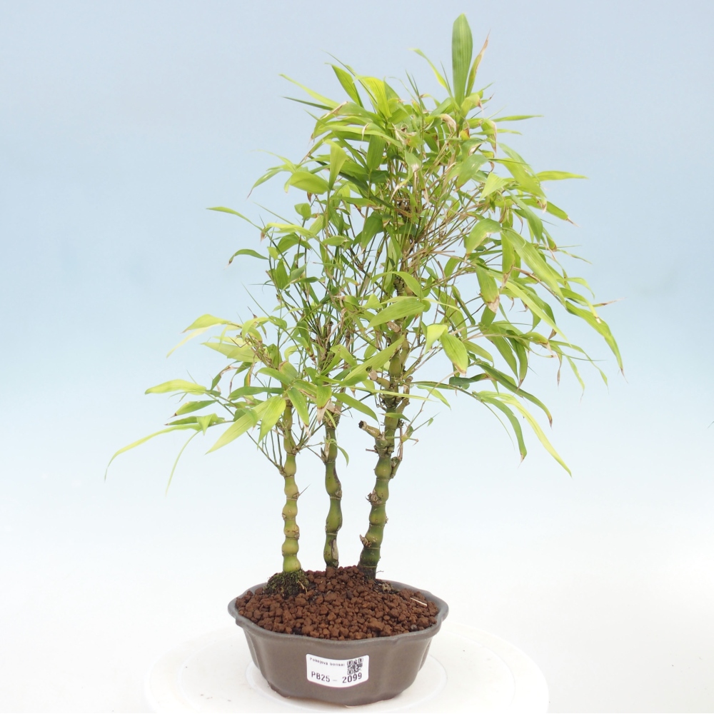 Indoor bonsai - Bamboo Buddha-Bamboo Buddha's belly