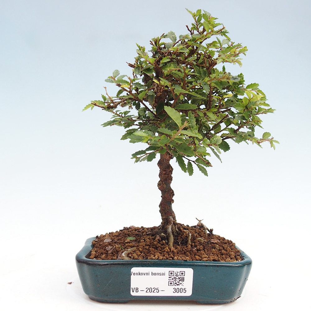 Outdoor bonsai - Ulmus parvifolia Sagei - Small-leaved elm