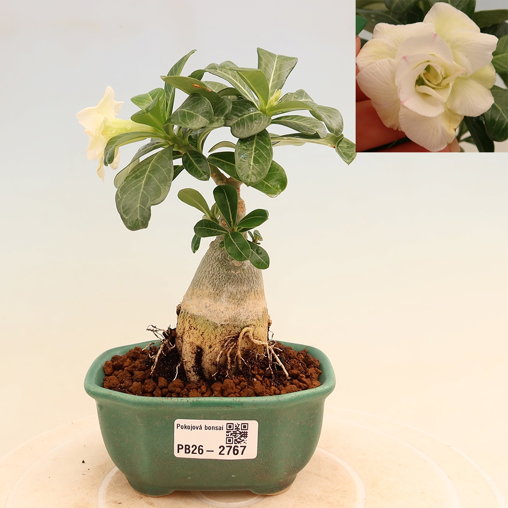 Indoor Bonsai - Adenium obesum, grafted V.F.S.407  - Desert Rose