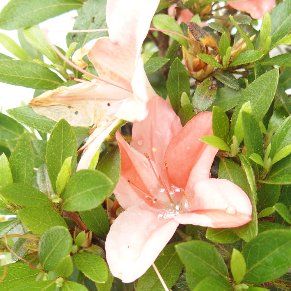 Outdoor bonsai - Japanese azalea - Azalea Nikko