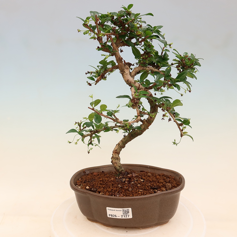Room bonsai - Carmona macrophylla - Tea fuki