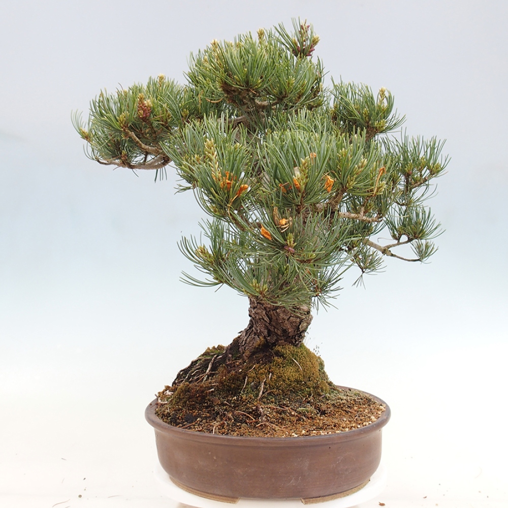 Outdoor bonsai - Pinus parviflora - Pinus parviflora