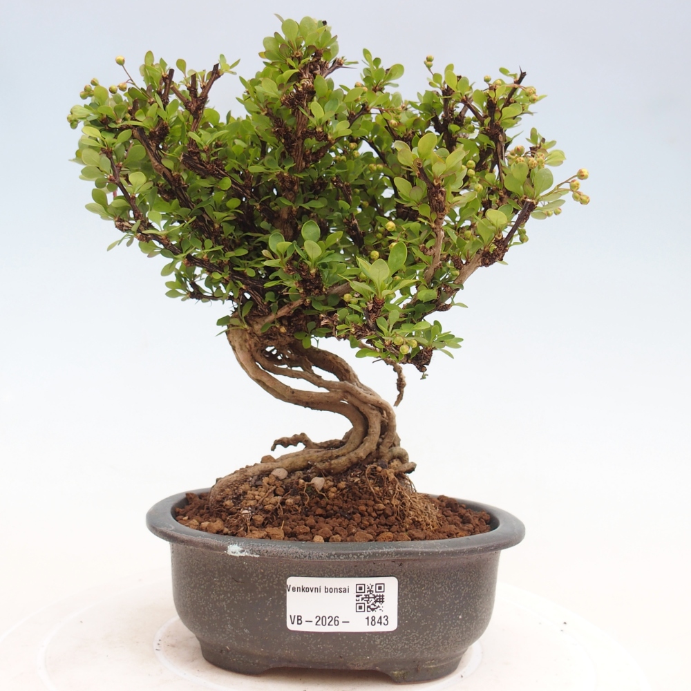 Outdoor bonsai - Berberis coreana
