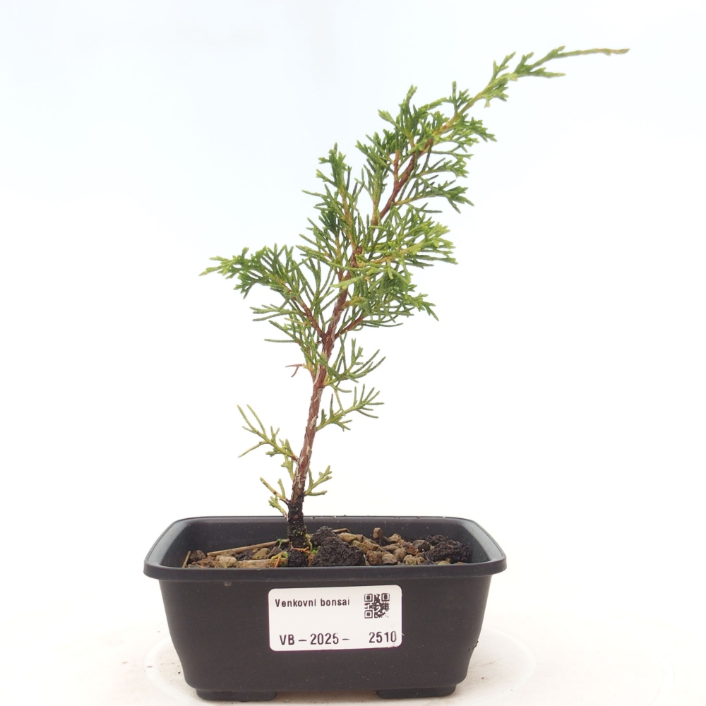 Outdoor bonsai - Juniperus chinensis Itoigawa - Chinese juniper
