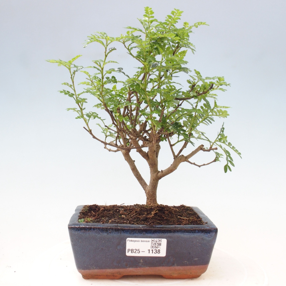 Indoor bonsai - Zantoxylum piperitum - Peppermint