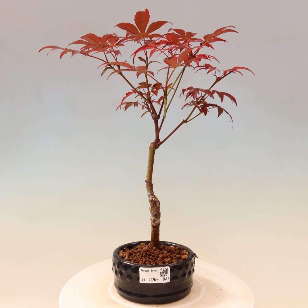 Outdoor bonsai - Acer palm. Atropurpureum-Javor palmate