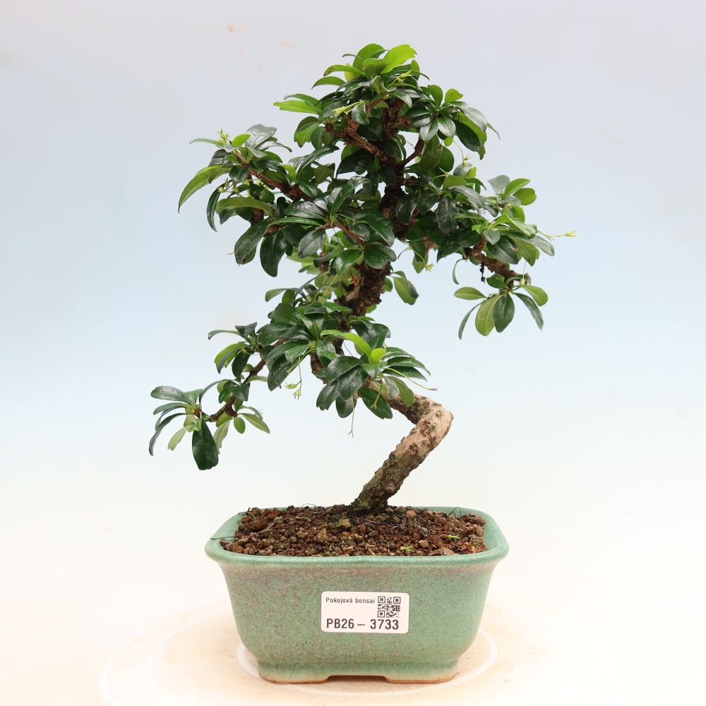 Room bonsai - Carmona macrophylla - Tea fuki
