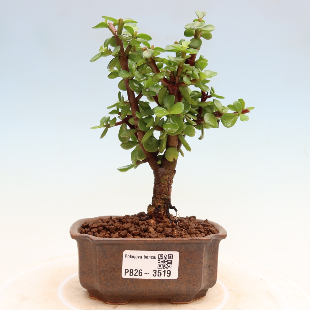 Room bonsai - Portulakaria Afra - Tlustice