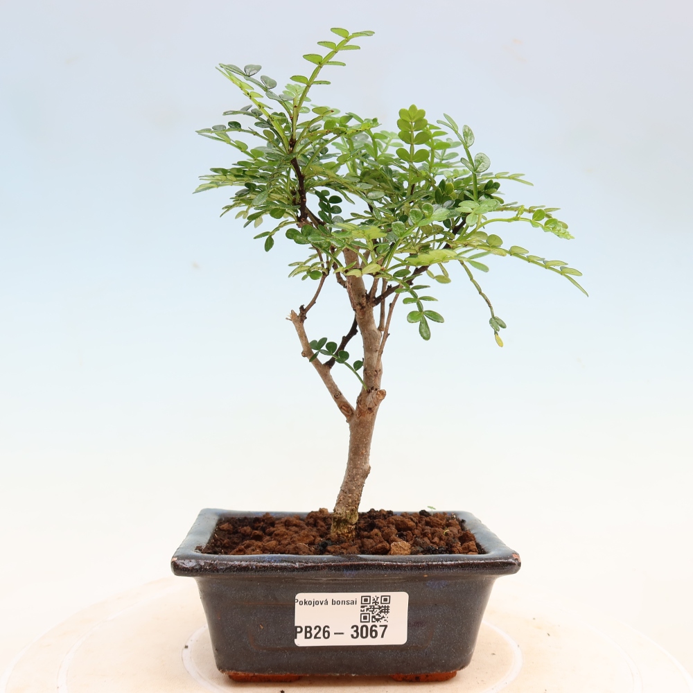 Room bonsai - Zantoxylum piperitum - pepper tree