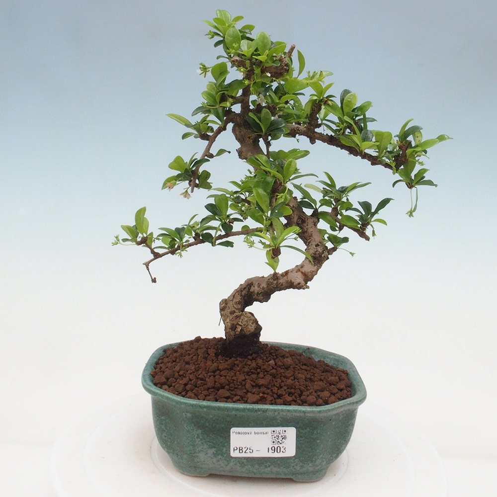 Indoor bonsai - Carmona macrophylla - Fuki tea