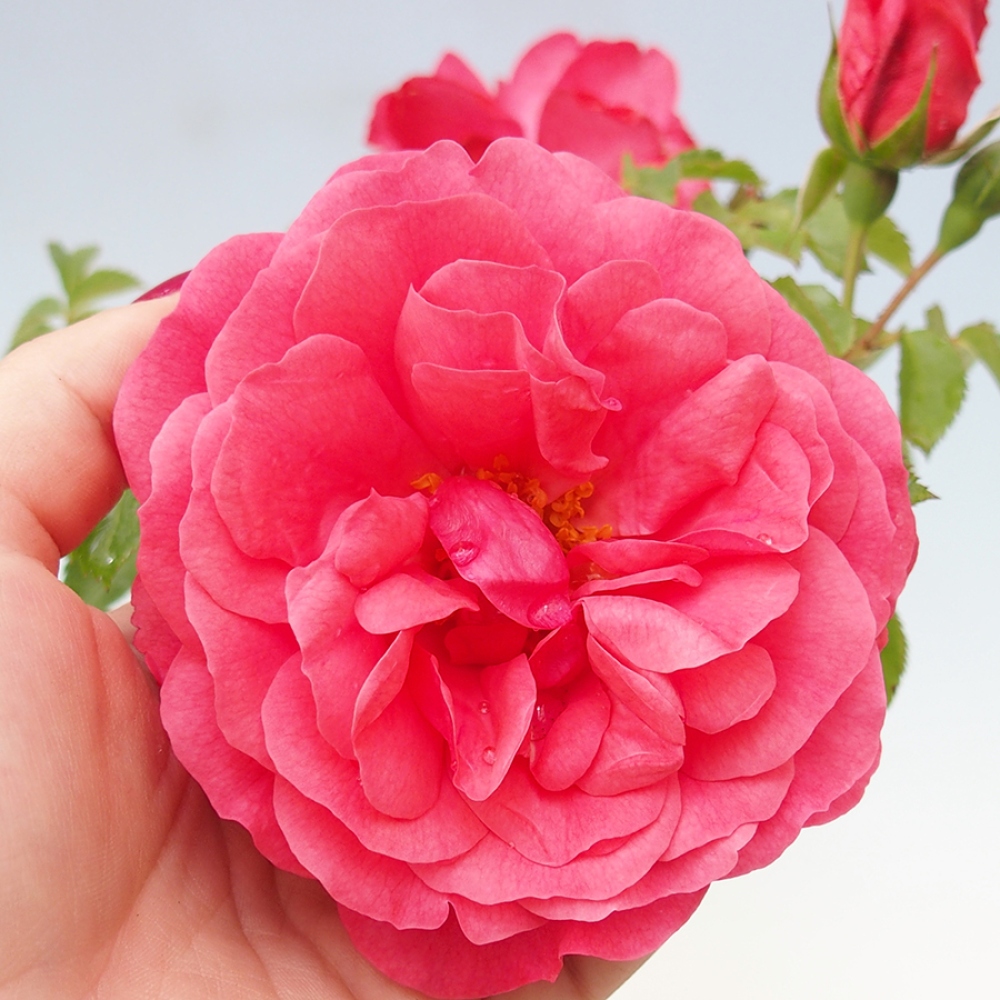 Outdoor bonsai - Rosa Kordes -  rose