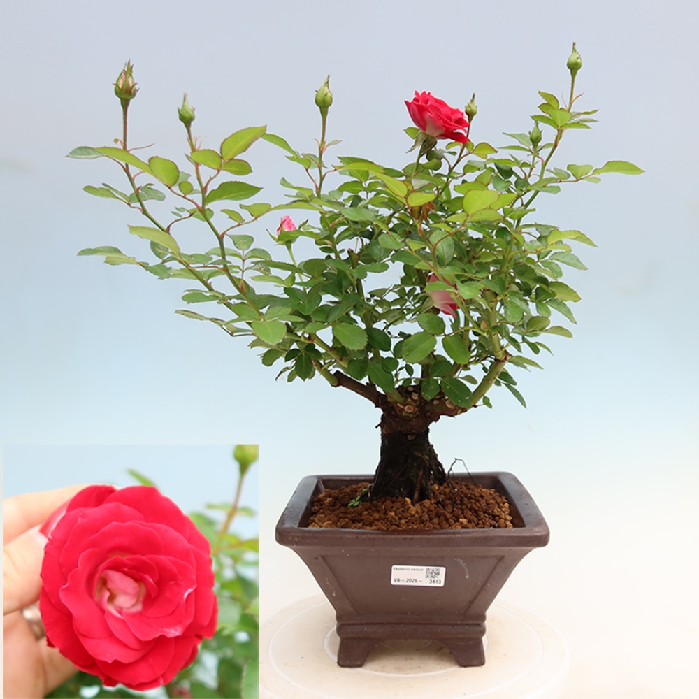 Outdoor Bonsai - Rosa Kordes - Rose