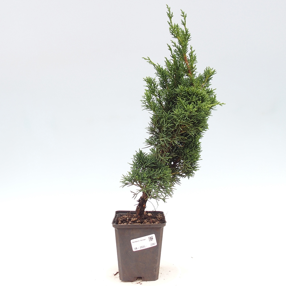 Outdoor bonsai - Juniperus chinensis Kishu - Chinese juniper