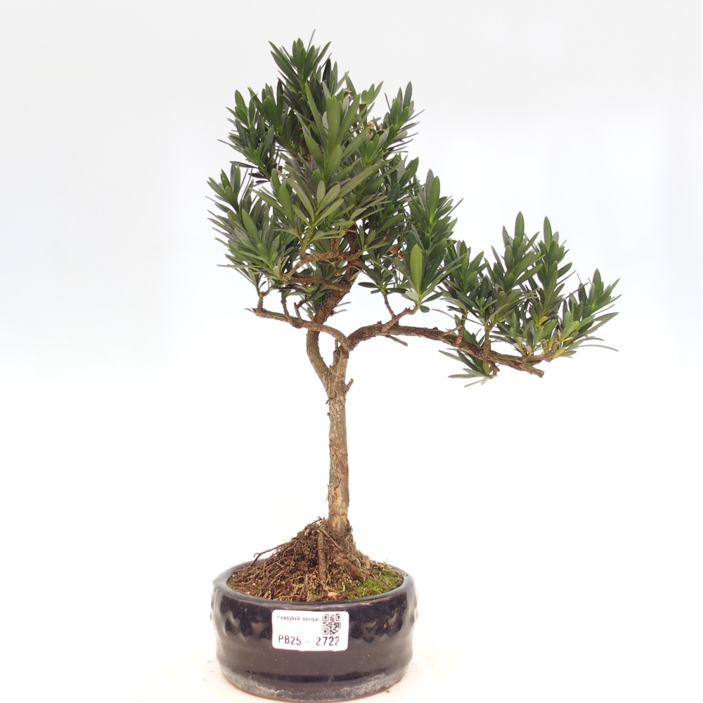 Indoor bonsai - Podocarpus - Stone thous