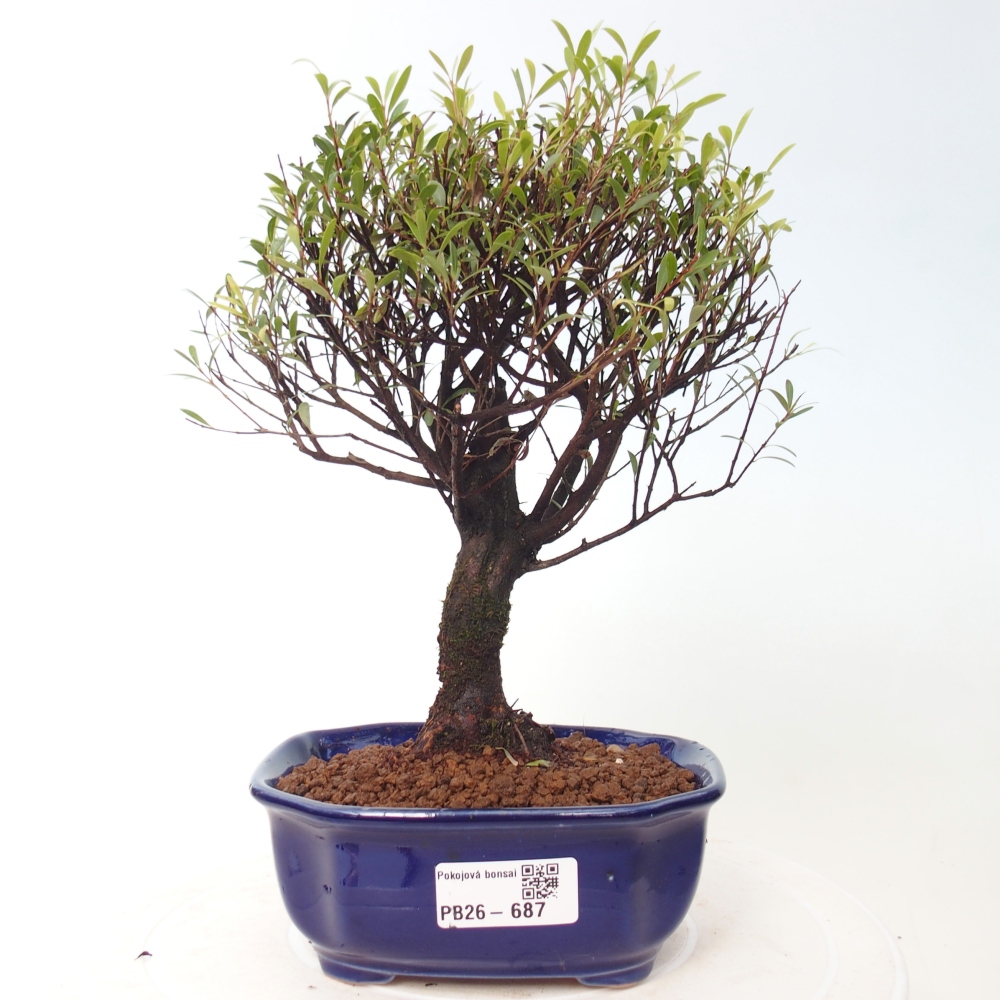 Room bonsai - Syzygium - Pimento