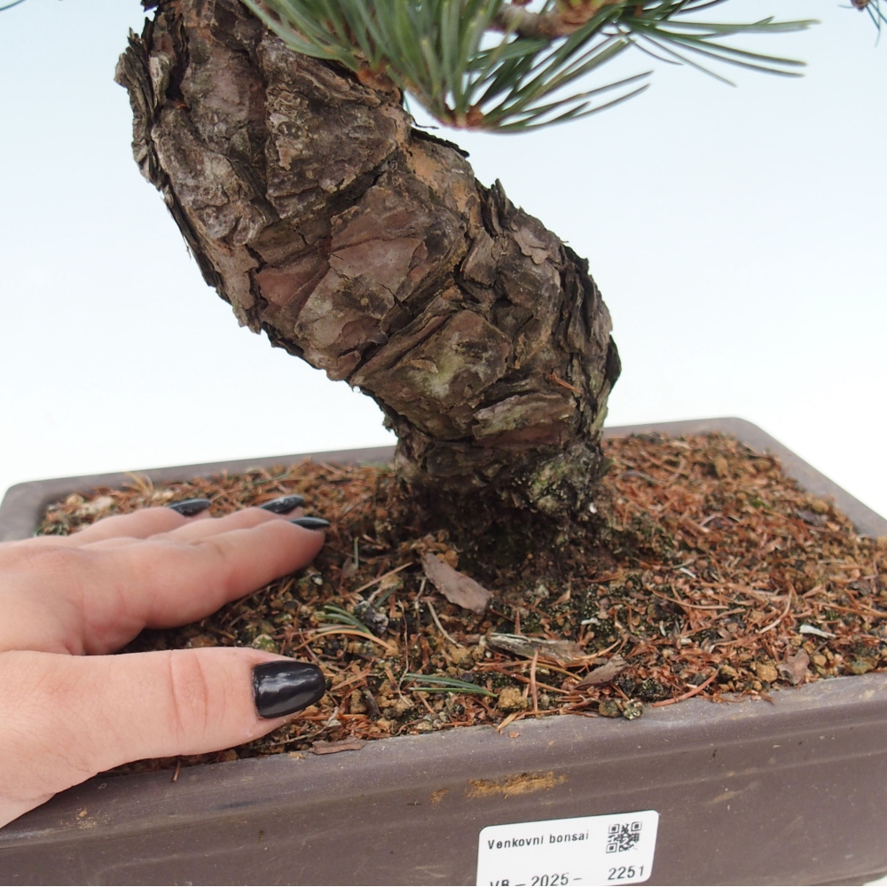 Outdoor bonsai - Pinus parviflora - Small pine tree