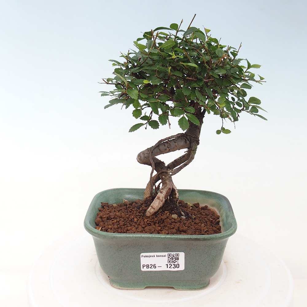 Room bonsai - Ulmus parvifolia - Small-leaved elm