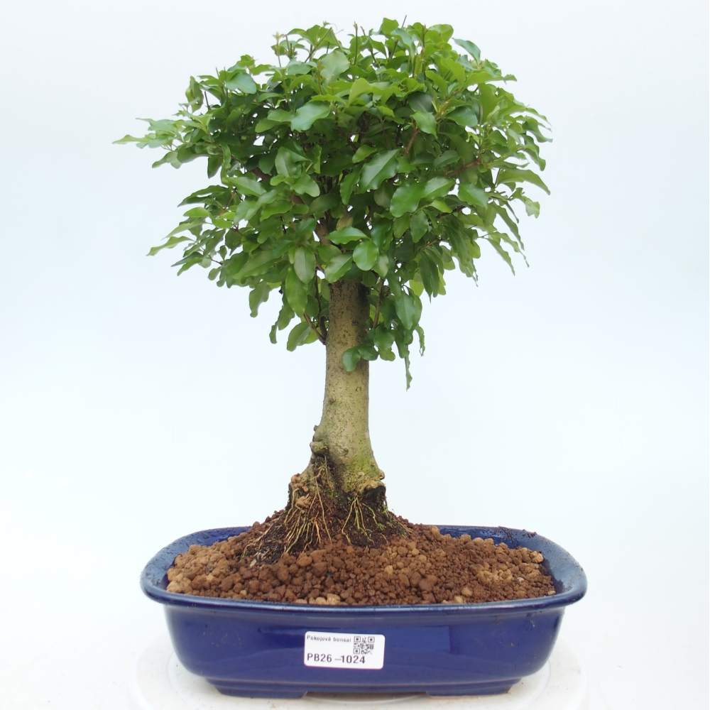 Room bonsai -Ligustrum chinensis - Birds Beak