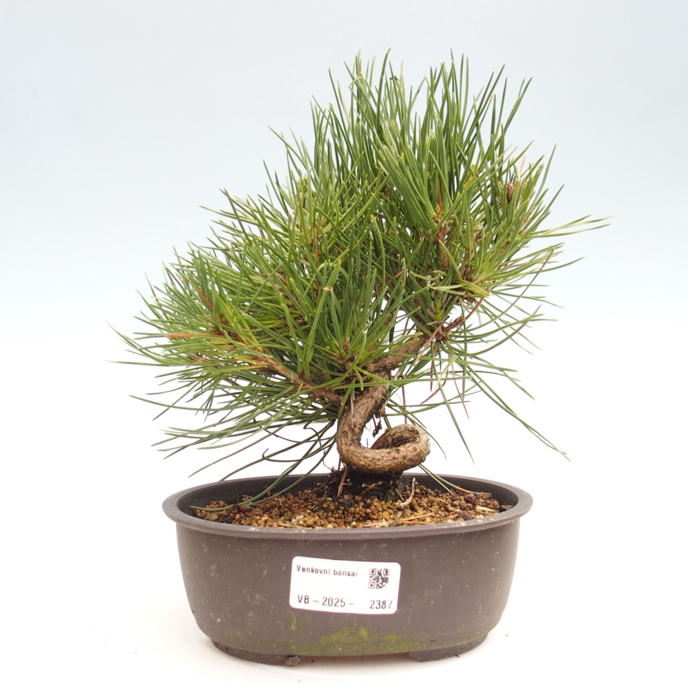 Outdoor bonsai - Pinus thunbergii - Thunbergia pine