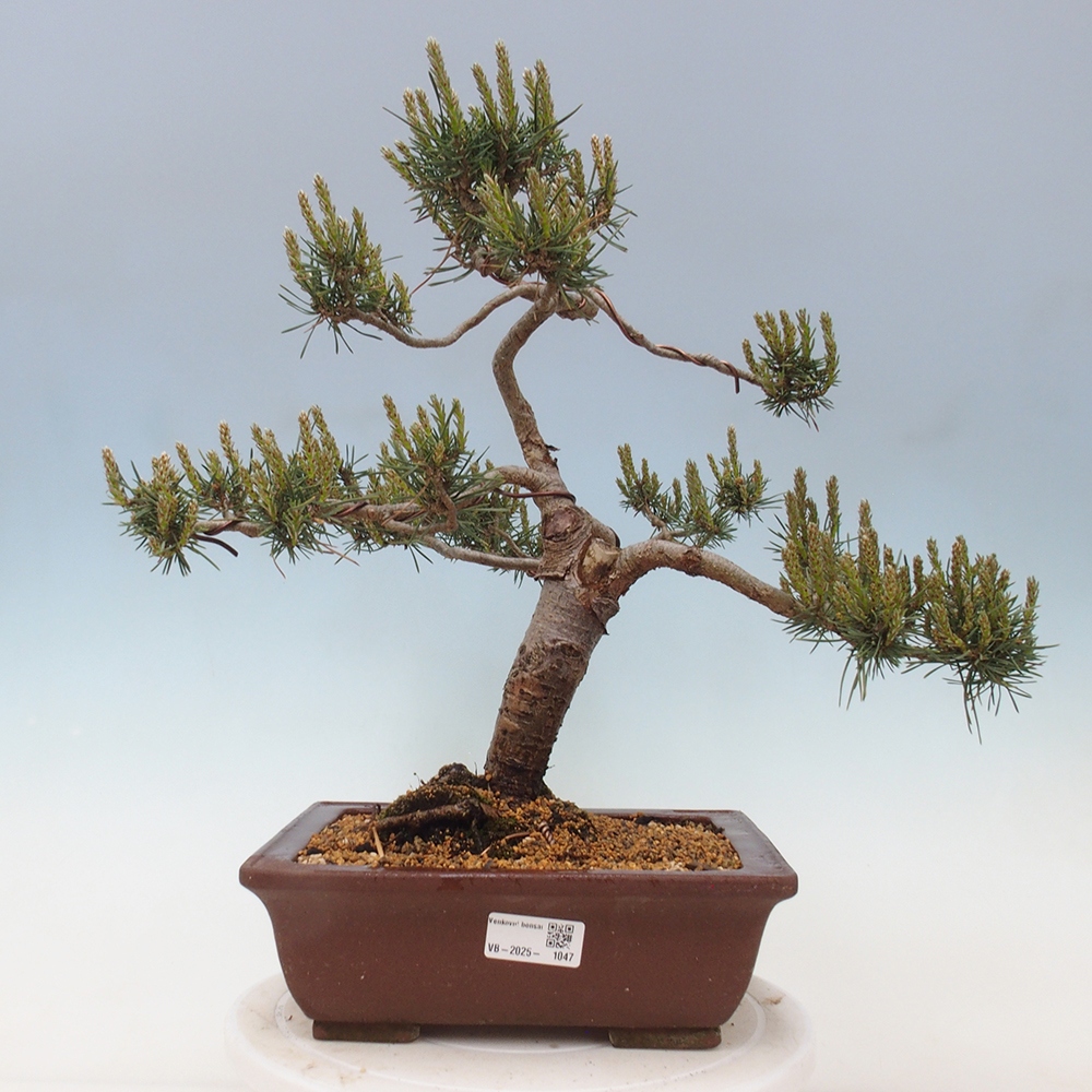 Outdoor bonsai - Pinus Sylvestris - Scots pine