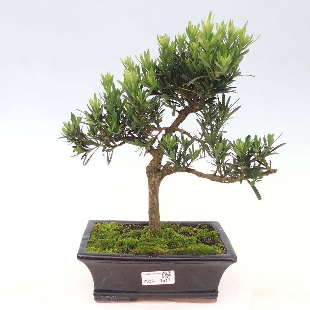 Room bonsai - Podocarpus - Stone Yew