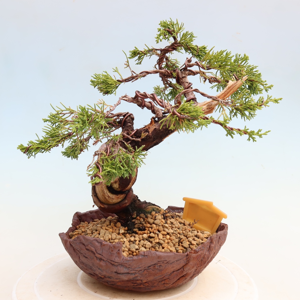 Outdoor Bonsai - Juniperus chinensis Itoigawa - Chinese Juniper