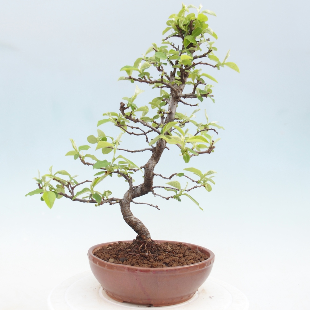 Outdoor bonsai - Chaneomeles chinensis