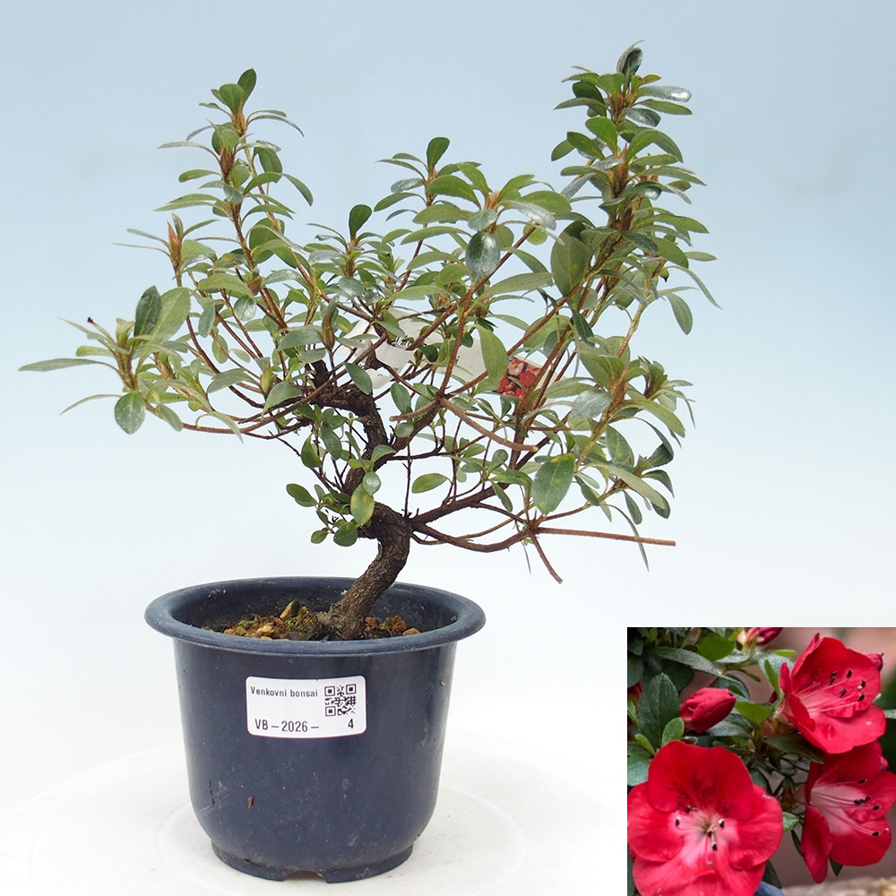 Outdoor bonsai - Japanese Azalea - Azalea Benibeni