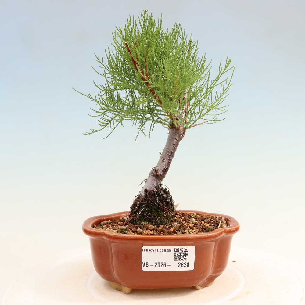 Outdoor Bonsai - Tamarisk - Tamarix