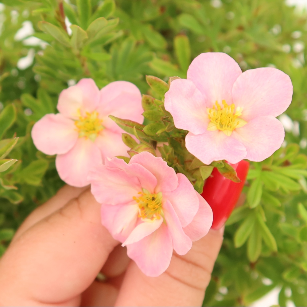 Outdoor Bonsai—Shrubby Cinquefoil—Potentilla fruticosa 'Bellissima'