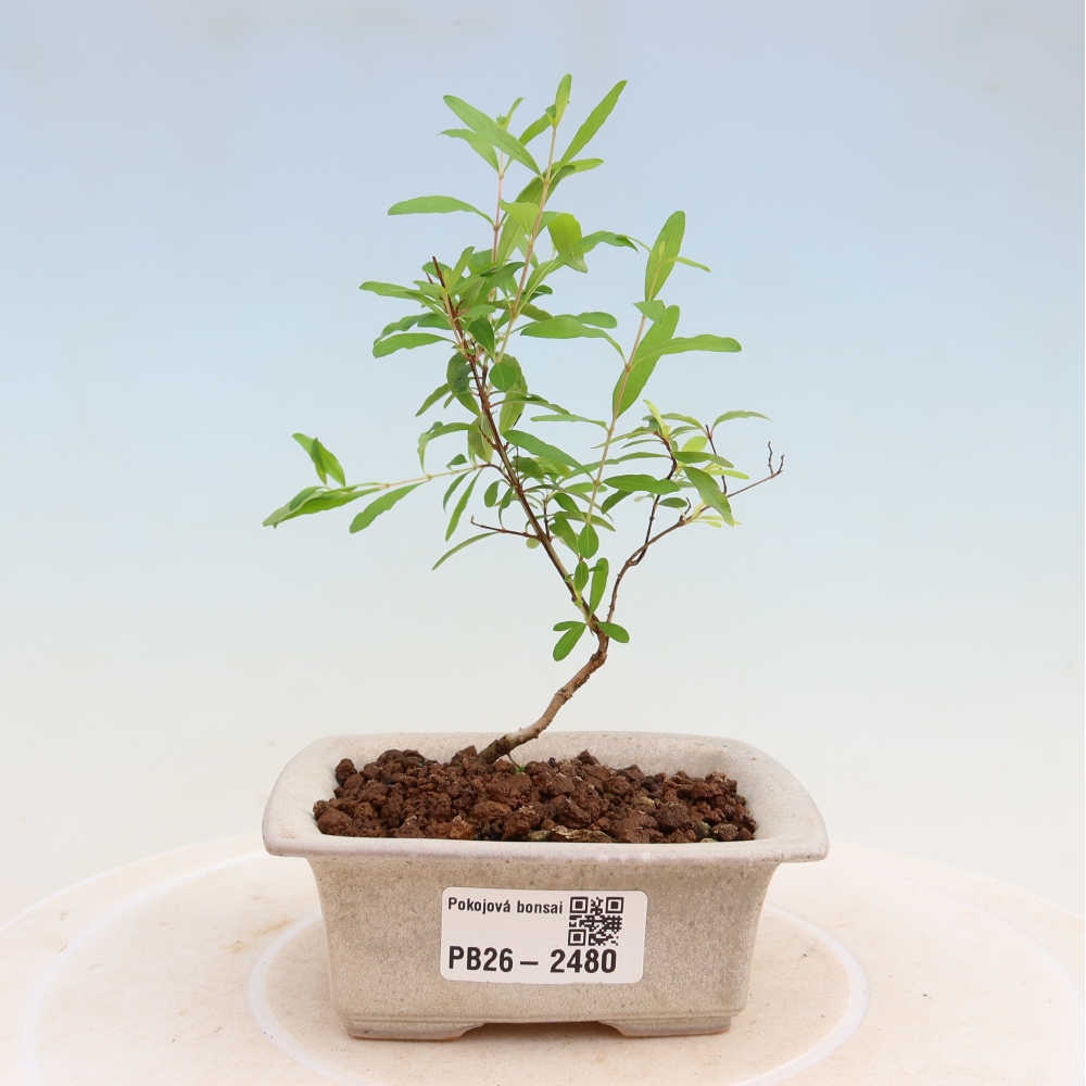 Room bonsai-PUNICA granatum nana-Granate apple
