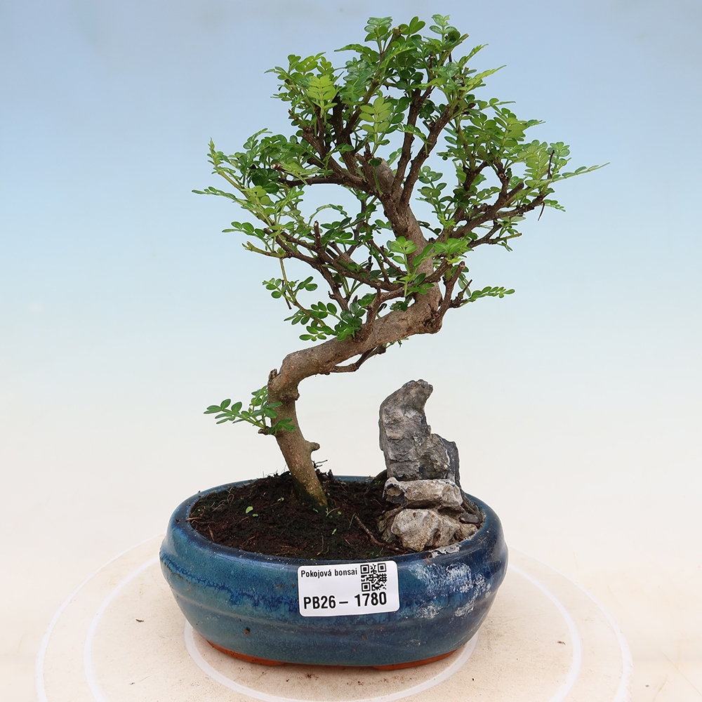 Room bonsai - Zantoxylum piperitum - pepper tree