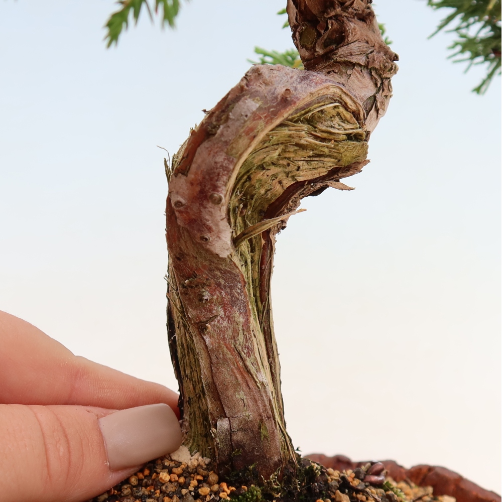 Outdoor Bonsai - Juniperus chinensis Itoigawa - Chinese Juniper