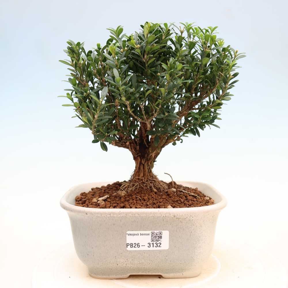Room bonsai - Buxus harlandii - cork buxus