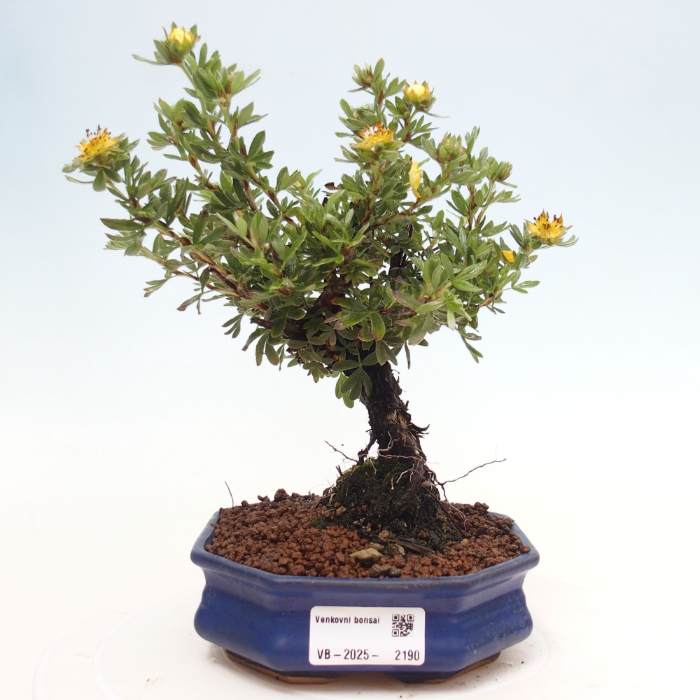 Outdoor bonsai-Cinquefoil - Potentila fruticosa yellow Bird